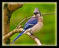 Picture Title - Bluejay In Display