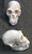 Gibbon Skull