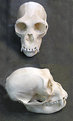 Picture Title - Gibbon Skull