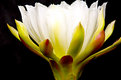 Picture Title - Cactus Flower