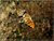 High Flying insect