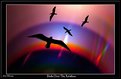 Picture Title - Birds Over The Rainbow