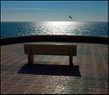 Picture Title - Bench and seagull