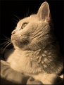 Picture Title - Cat Portrait