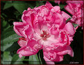 Picture Title - Peony