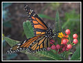 Picture Title - butterfly and plant