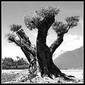 Picture Title - Olive-tree -Study2-