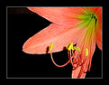 Picture Title - Lily's Pollen