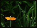Picture Title - The Poppy and Grass Stalk