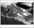 Picture Title - cerrado trees