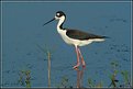 Picture Title - BLACK-NECKED STILT