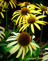 Picture Title - Cone Flowers