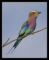 Picture Title - Lilac-Breasted Roller