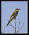 European Bee-Eater