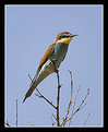 Picture Title - European Bee-Eater