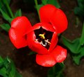 Picture Title - Tulip