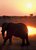 Sunset of Elephant