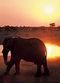 Picture Title - Sunset of Elephant