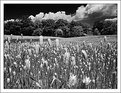 Picture Title - b&w pasture