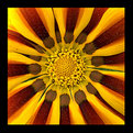 Picture Title - Flower or Sun?
