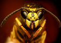 Picture Title - Wasp for Mark Plonsky