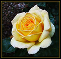 Picture Title - Near Perfect Rose