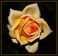 Picture Title - Earily Morning Rose 1