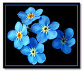 Picture Title - forget me ..forget me not