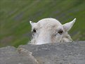 Picture Title - Sheep