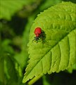 Picture Title - Lily beetle