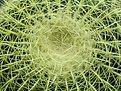 Picture Title - Network