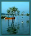 Picture Title - Lake, Sandalwood, Trees and Reflection