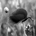 Picture Title - Poppy in B&W