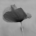 Picture Title - Poppy in B&W  3