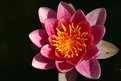 Picture Title - first water lily of the year