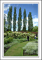 Picture Title - The White Garden, Barrington