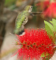 Picture Title - California Hummingbird