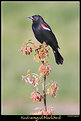 Picture Title - Red winged Blackbird
