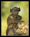 Picture Title - Baby Chacma Baboon