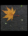Picture Title - AUTUMN TO WINTER
