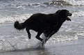 Picture Title - Riley chasing eagles