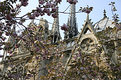 Picture Title - Notre Dame flowers