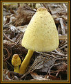 Picture Title - Yellow Fungi.