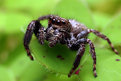 Picture Title - Spider #2