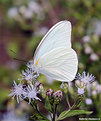 Picture Title - .:: Butterfly (5)* ::.