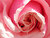 Pink Rose