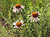 Pickin' Wild Flowers...