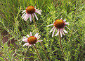 Picture Title - Pickin' Wild Flowers...