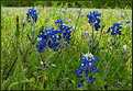 Picture Title - Late Bluebonnets