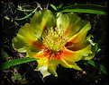 Picture Title - Shadowed Cactus Flower...